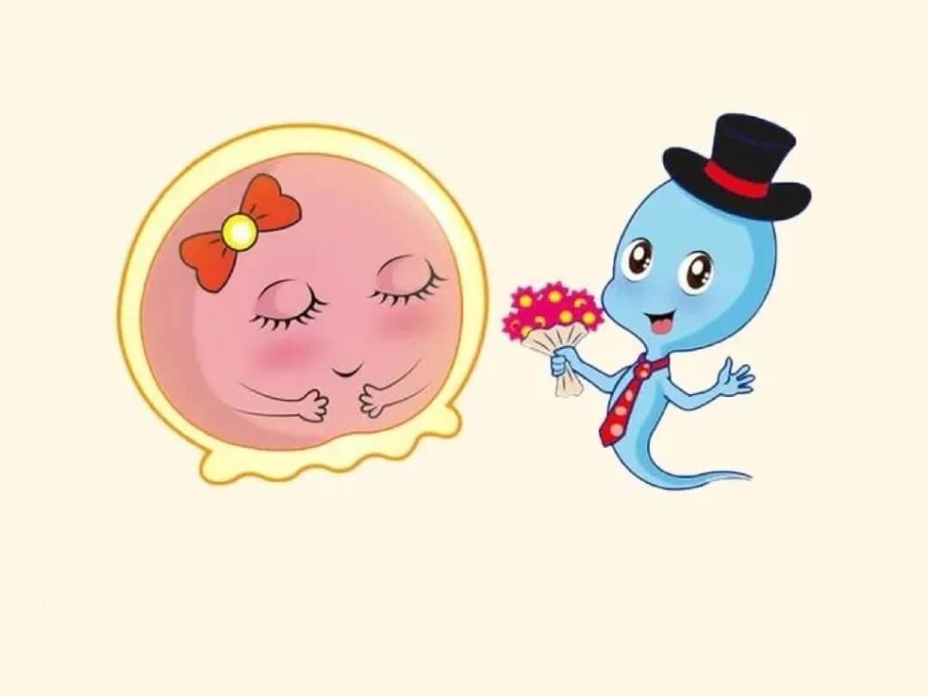 生命的起點是起於受精卵